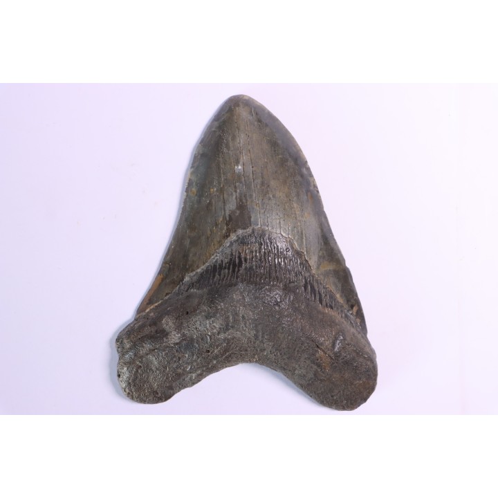 Dent de requin: Carcharodon megalodon, Miocène (USA)