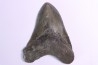 Dent de requin: Carcharodon megalodon, Miocène (USA)