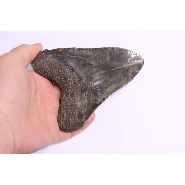 shark teeth: Carcharodon megalodon - Miocene (USA)