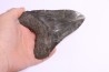 shark teeth: Carcharodon megalodon - Miocene (USA)