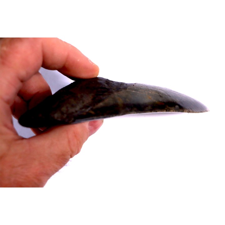Dent de requin: Carcharodon megalodon, Miocène (USA)