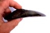Dent de requin: Carcharodon megalodon, Miocène (USA)
