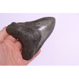 Dent de requin: Carcharodon megalodon, Miocène (USA)