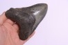 shark teeth: Carcharodon megalodon - Miocene (USA)