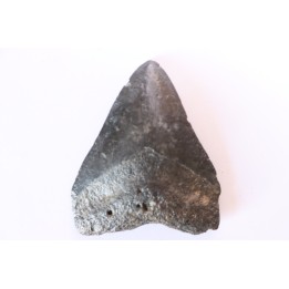 Dent de requin: Carcharodon megalodon, Miocène (USA)