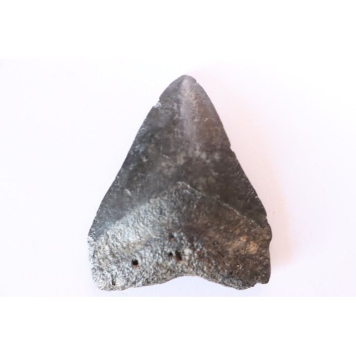 Dent de requin: Carcharodon megalodon, Miocène (USA)