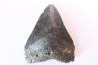 shark teeth: Carcharodon megalodon - Miocene (USA)