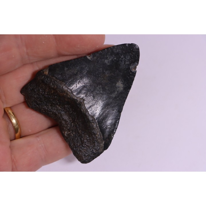 Dent de requin: Carcharodon megalodon, Miocène (USA)