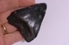 shark teeth: Carcharodon megalodon - Miocene (USA)