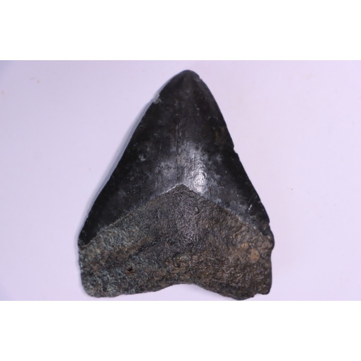 shark teeth: Carcharodon megalodon - Miocene (USA)