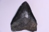 Dent de requin: Carcharodon megalodon, Miocène (USA)
