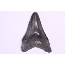Dent de requin: Carcharodon megalodon, Miocène (USA)