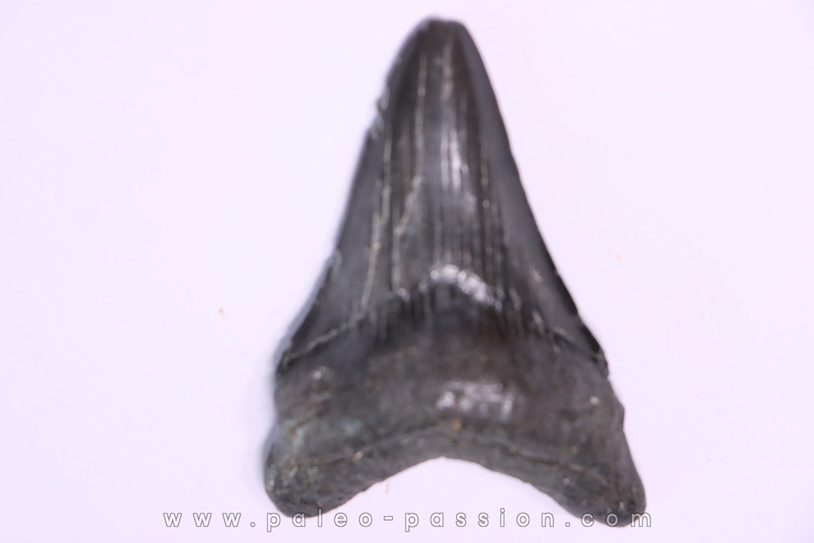 shark teeth: Carcharodon megalodon - Miocene (USA)