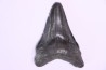 Dent de requin: Carcharodon megalodon, Miocène (USA)