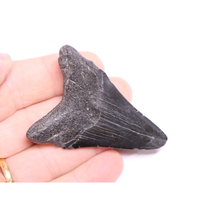 Dent de requin: Carcharodon megalodon, Miocène (USA)