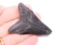 shark teeth: Carcharodon megalodon - Miocene (USA)