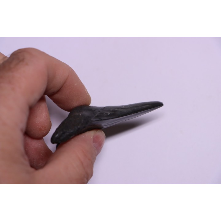 Dent de requin: Carcharodon megalodon, Miocène (USA)