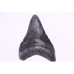 Dent de requin: Carcharodon megalodon, Miocène (USA)
