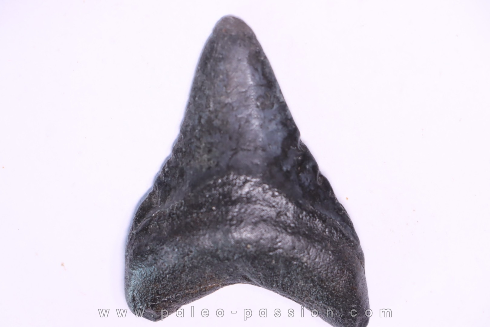 shark teeth: Carcharodon megalodon - Miocene (USA)