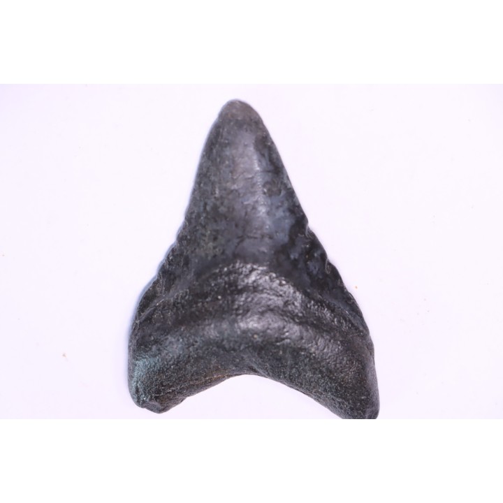 shark teeth: Carcharodon megalodon - Miocene (USA)