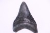 shark teeth: Carcharodon megalodon - Miocene (USA)