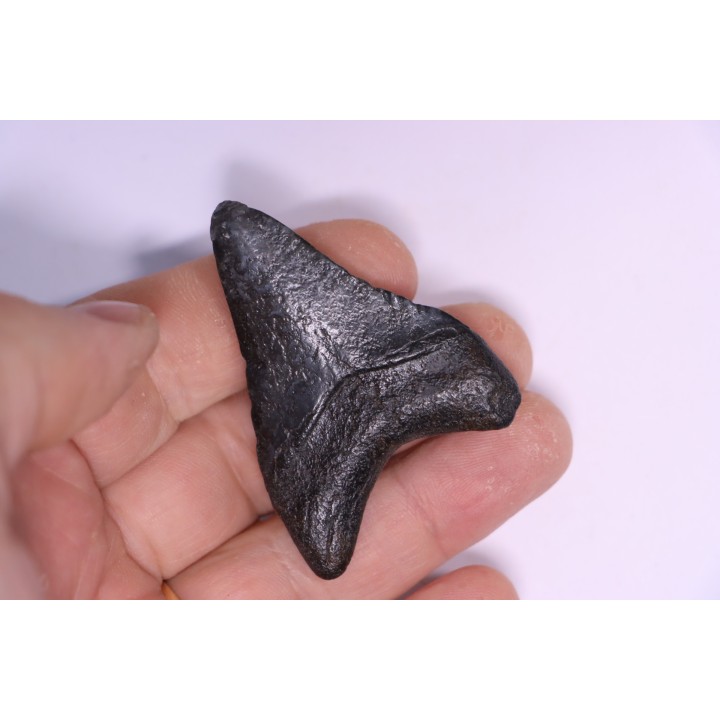 Dent de requin: Carcharodon megalodon, Miocène (USA)