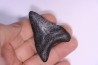 shark teeth: Carcharodon megalodon - Miocene (USA)