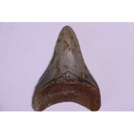 Dent de requin: Carcharodon megalodon, Miocène (USA)