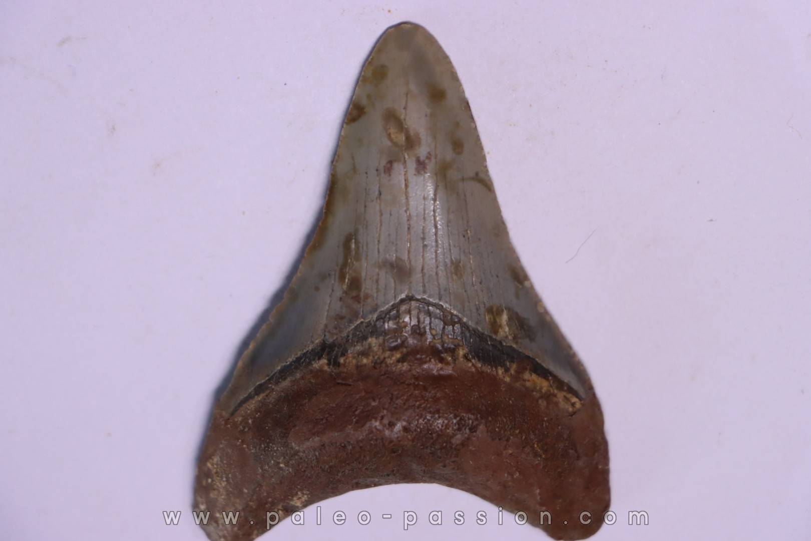 shark teeth: Carcharodon megalodon - Miocene (USA)
