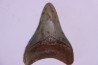 Dent de requin: Carcharodon megalodon, Miocène (USA)