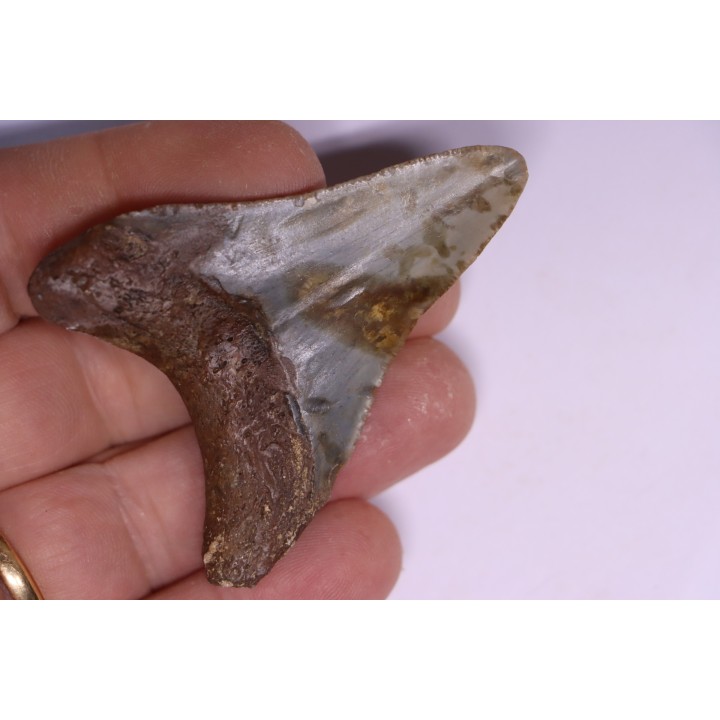 Dent de requin: Carcharodon megalodon, Miocène (USA)