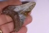 shark teeth: Carcharodon megalodon - Miocene (USA)