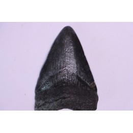 Dent de requin: Carcharodon megalodon, Miocène (USA)
