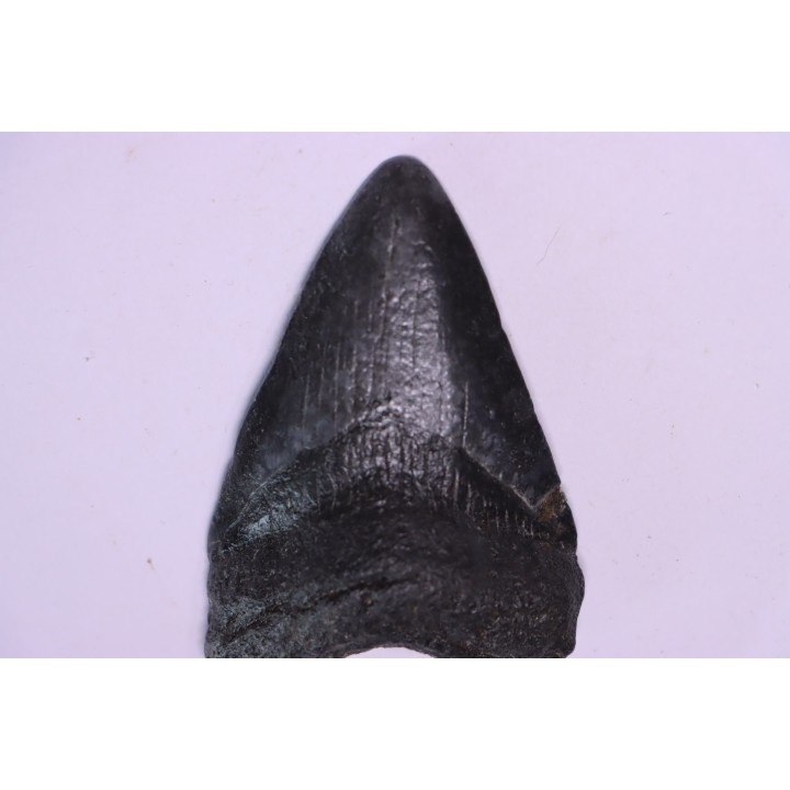 shark teeth: Carcharodon megalodon - Miocene (USA)