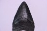 Dent de requin: Carcharodon megalodon, Miocène (USA)