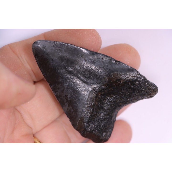 Dent de requin: Carcharodon megalodon, Miocène (USA)