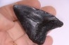 Dent de requin: Carcharodon megalodon, Miocène (USA)