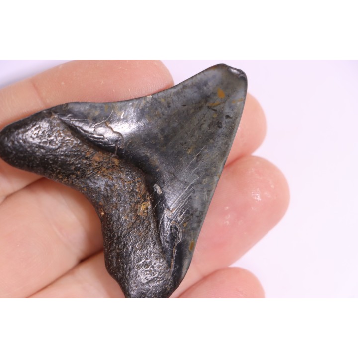 Dent de requin: Carcharodon megalodon, Miocène (USA)