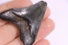 shark teeth: Carcharodon megalodon - Miocene (USA)