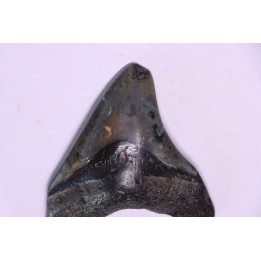 shark teeth: Carcharodon megalodon - Miocene (USA)