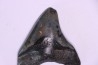 shark teeth: Carcharodon megalodon - Miocene (USA)