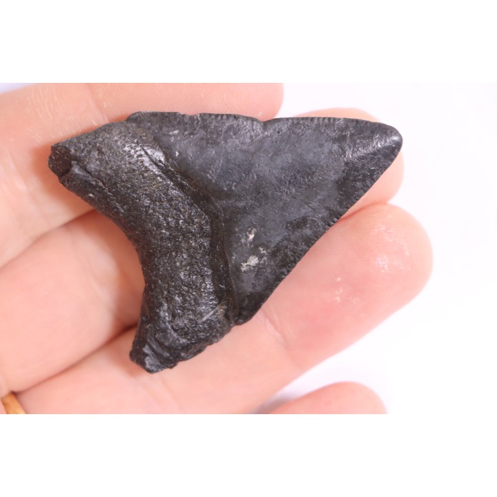 Dent de requin: Carcharodon megalodon, Miocène (USA)