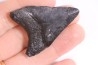 shark teeth: Carcharodon megalodon - Miocene (USA)