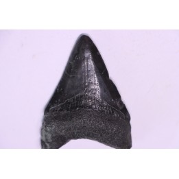 shark teeth: Carcharodon megalodon - Miocene (USA)