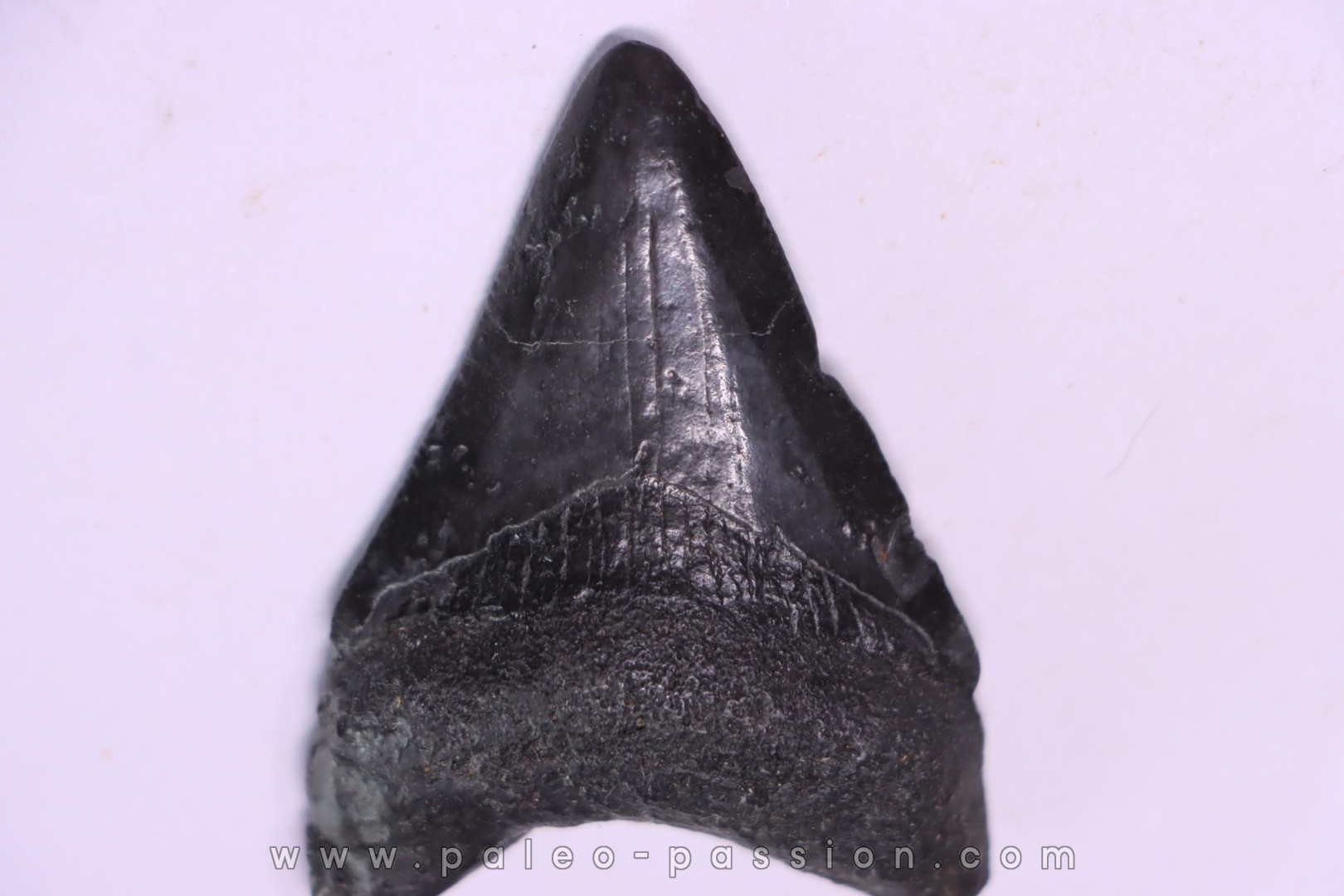 Dent de requin: Carcharodon megalodon, Miocène (USA)