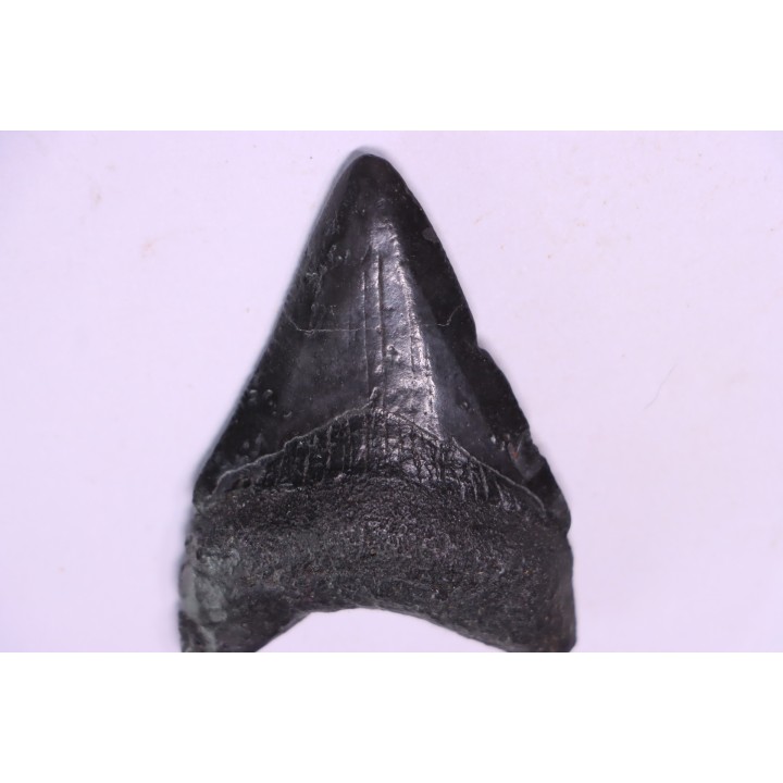 shark teeth: Carcharodon megalodon - Miocene (USA)