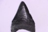 Dent de requin: Carcharodon megalodon, Miocène (USA)