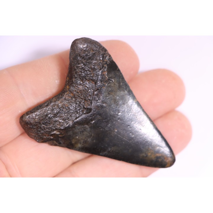shark teeth: Carcharodon megalodon - Miocene (USA)