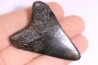 shark teeth: Carcharodon megalodon - Miocene (USA)