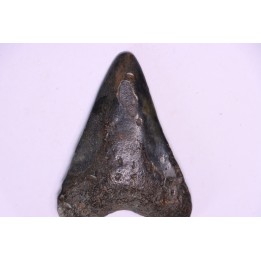 Dent de requin: Carcharodon megalodon, Miocène (USA)
